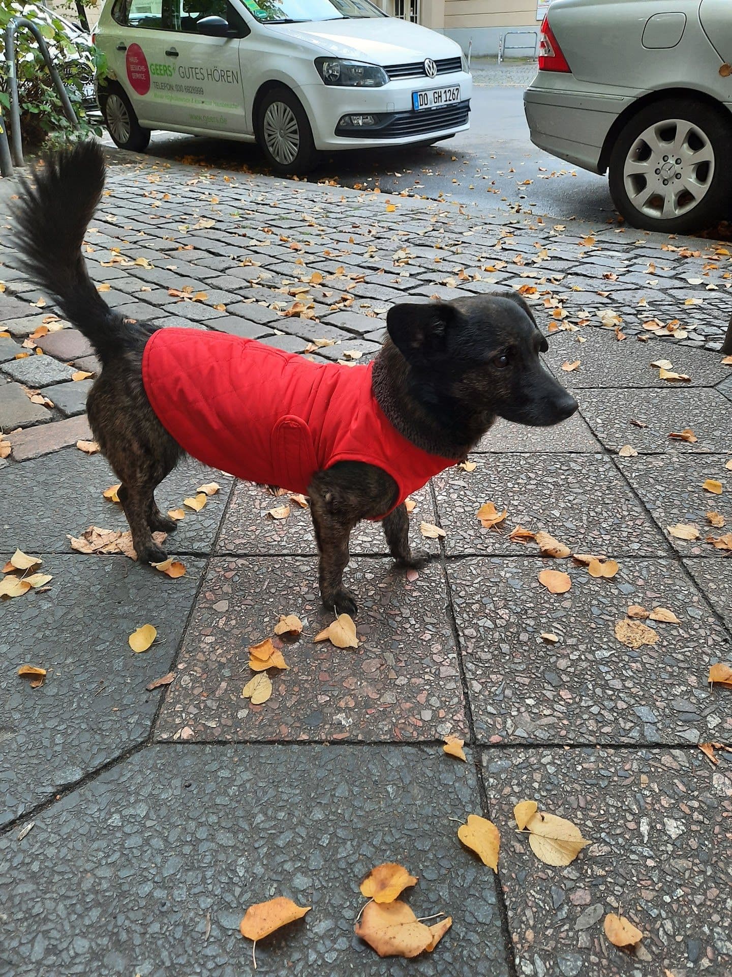Dirk Oschika veterinary