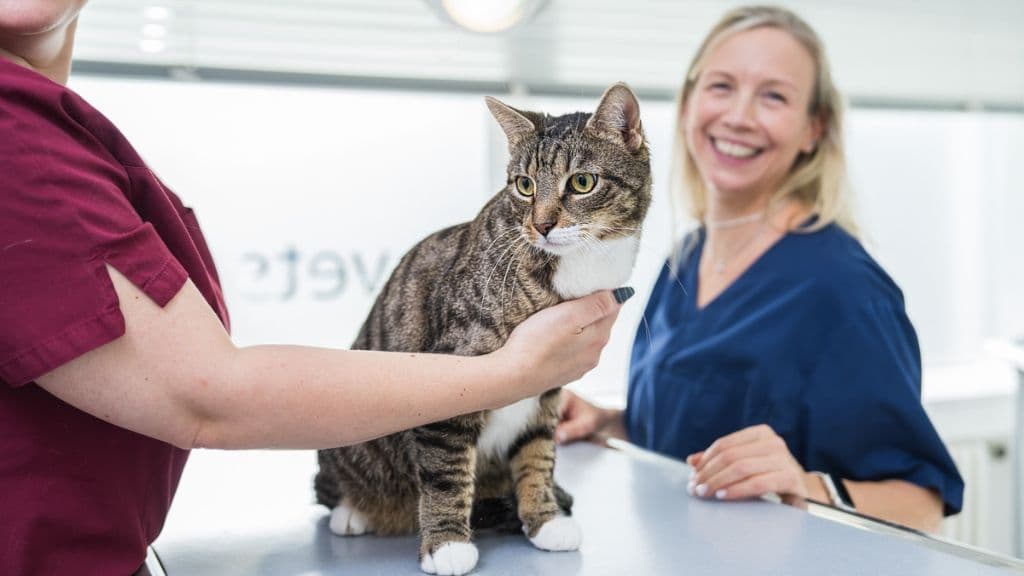 Veterinary clinic for cats - vets for cats Berlin