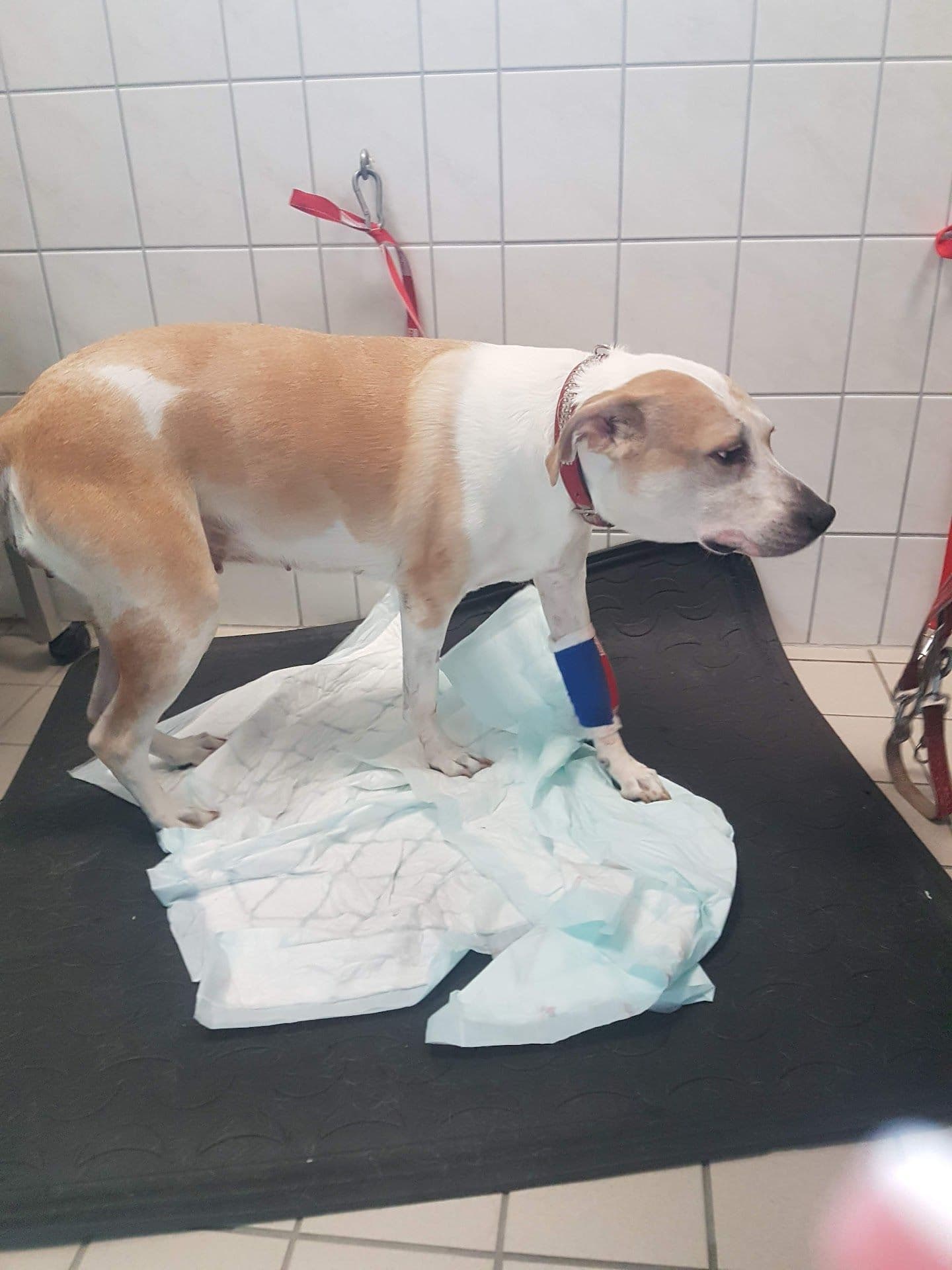 Dr.med.vet. Jörg Bauer veterinarian