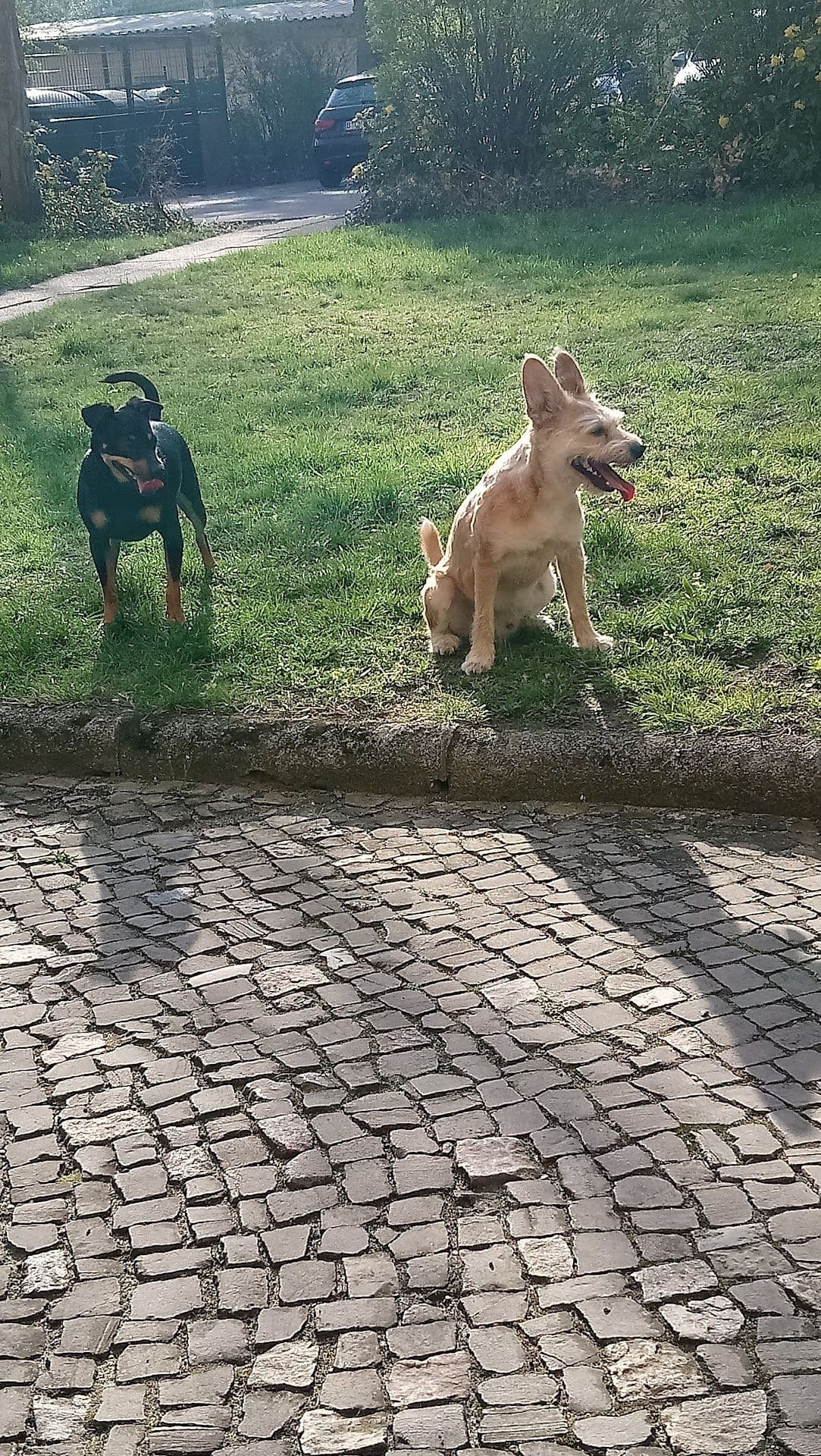 Tierarztpraxis Watson