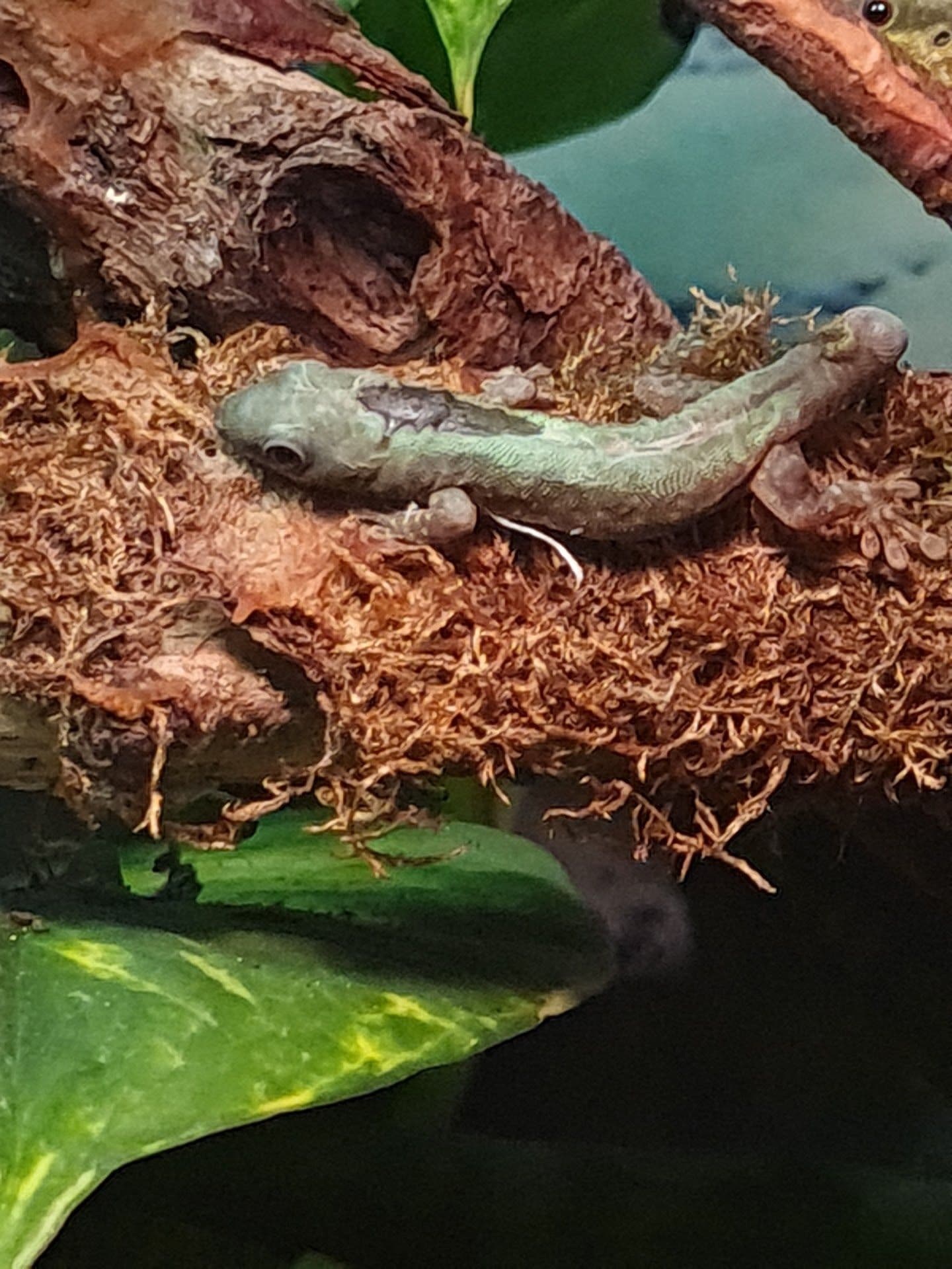 EXOPET Tierarztpraxis Mutschmann