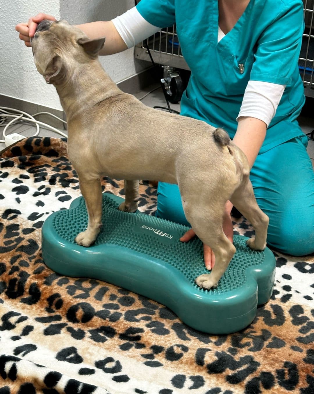 Dr.med.vet. Ulrich Bemm veterinarian