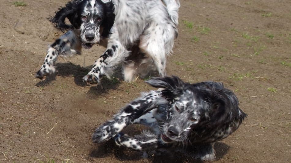 Hundephysio Wannsee