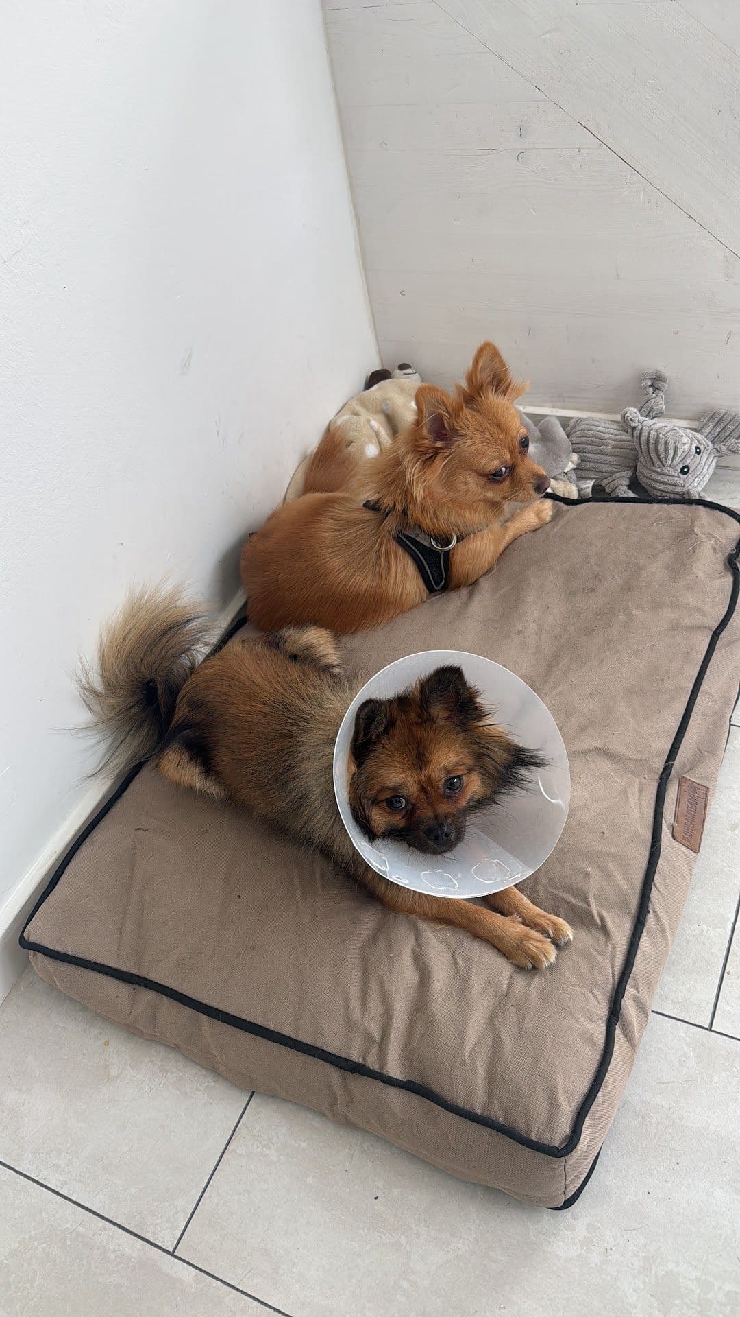 Veterinary practice Tobias Krause