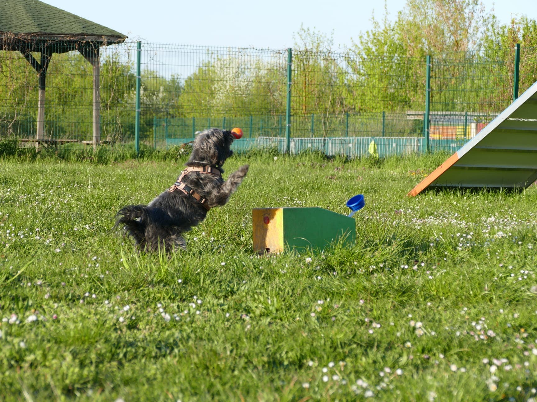 Tiertherapie Berlin · Tierphysiotherapie & Tiergesundheit
